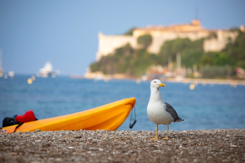 half-day paddle tour (3 hours) – cannes – mourre rouge
				in CANNES