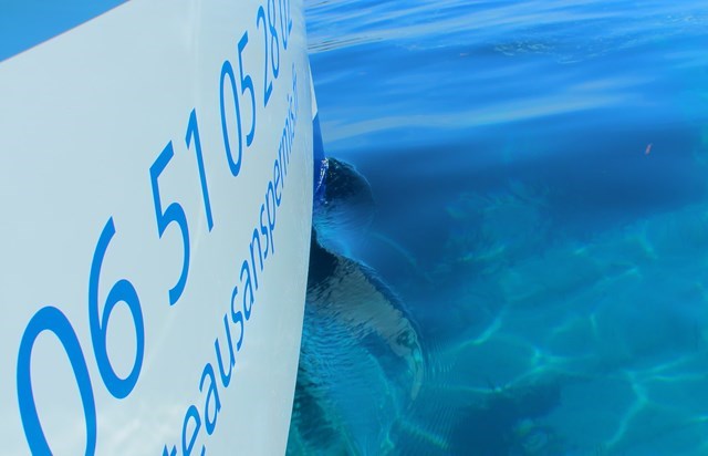 boat rental without license in cannes - morning 8:30am-12:30am
				in Cannes